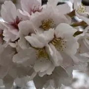 小春