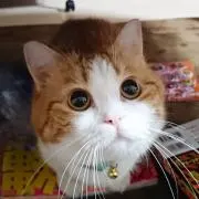 ネコ缶