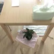 はなの画像