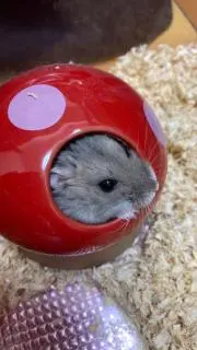 くまとも