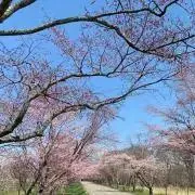 Pochaの画像
