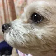 めいの画像