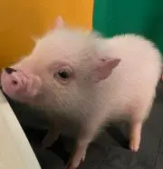 にゃんちゅう
