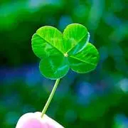 clover