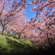ニャルの画像