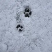 KOKOHAの画像