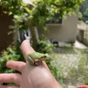 スニフの画像