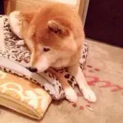 しな
