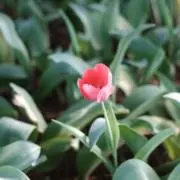 がぱおの画像