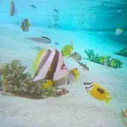 チャル