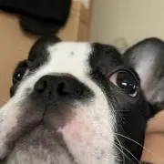 雷汰