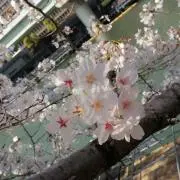 はっぴーの画像