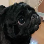 エチカちゃんの画像
