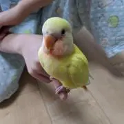 ꒰ঌタマちゃん໒꒱の画像
