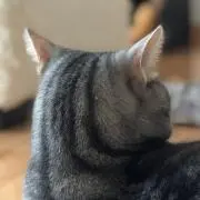 次元三世の画像
