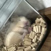 はるまき  断捨離中！の画像