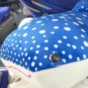 ジンベエザメの画像