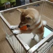 ワンパン