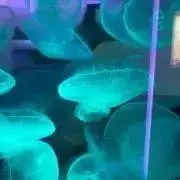 クラゲ[断捨離中]