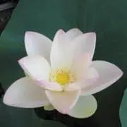 リリとらの画像