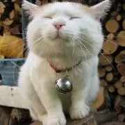 森
