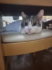 FUU