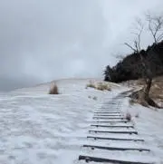 楓