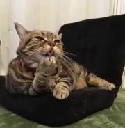 タマケレの画像