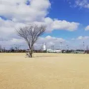 こじま(即購入OK)の画像