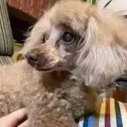 のり