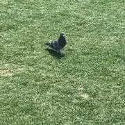 鳩丸(月曜発送)の画像