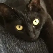 こめまぐろの画像