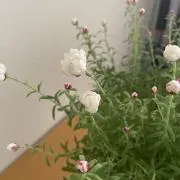 きゃん