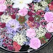 candy次回発送13日♪の画像