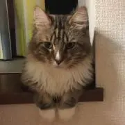 よっぴー