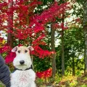 東天紅の画像