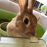 くろおび