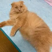 シャルんこせんせー。