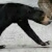 フレディ