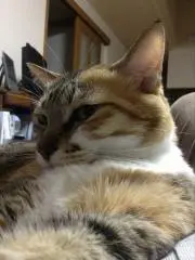 はまっこの画像