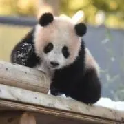 Panの画像