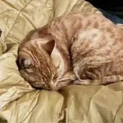 ねこNekoの画像