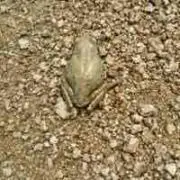 かおり