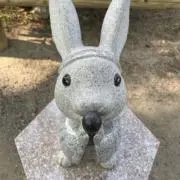 うさぎの画像