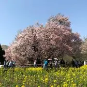 ホワイティ