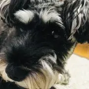 Ma Taguchiの画像