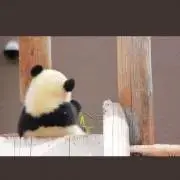 しずか