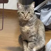 アンディの画像