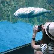 ごまの画像