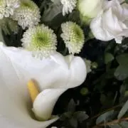 momoの画像